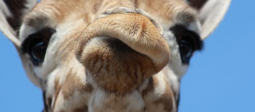 Attractions in Safaripark Beekse Bergen